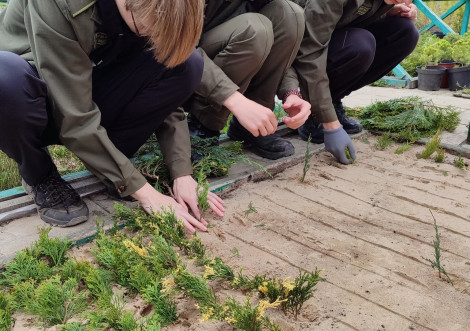 Юні лісівники Тростянеччини опанували мистецтво черенкування декоративних рослин
